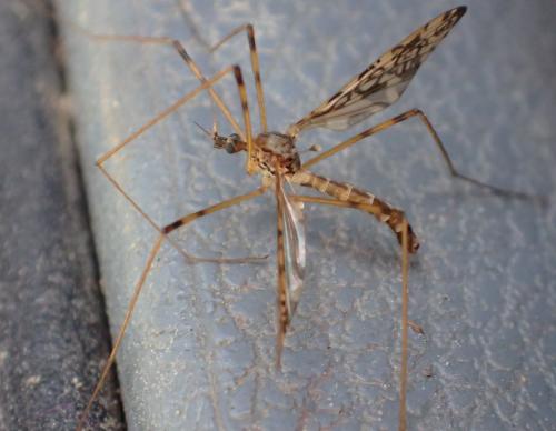 Epiphragma ocellare
